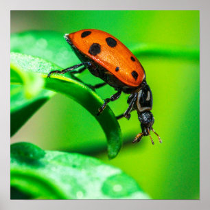 Coccinelle Macro Impression Art de la nature ver