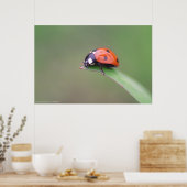 coccinelle poster (Keuken)