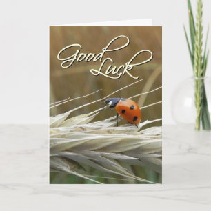 Coccinelle sur blé - Carte de bonne chance
