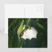 Coccinelle sur fleur de flocon d'été DIY carte pos (Devant / Derrière)