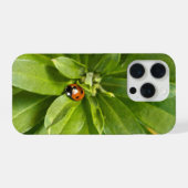 Coccinelle sur fleurs (Verso Horizontal)