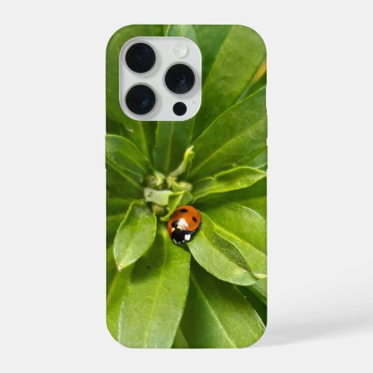 Coccinelle sur fleurs (Verso)