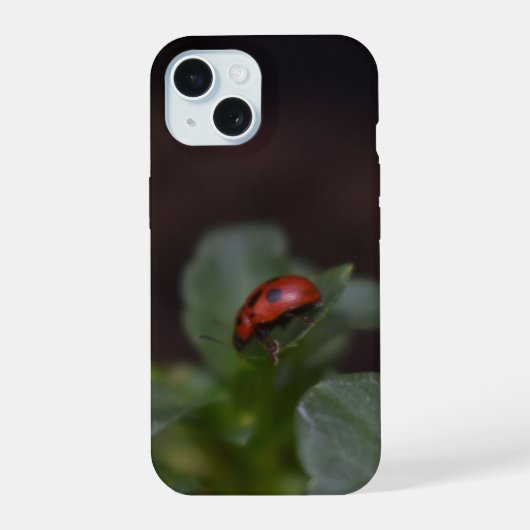 Coccinelle sur fleurs (Verso)