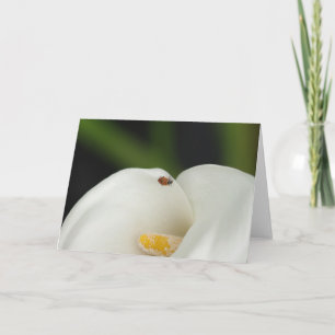 Coccinelle sur la carte de voeux de zantedeschia