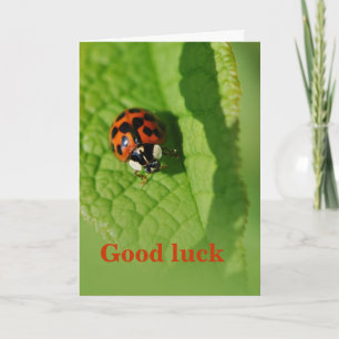 Coccinelle sur la feuille - Carte de bonne chance