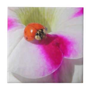 Coccinelle sur le pétunia - Carreau