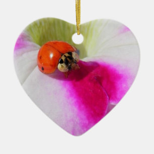 Coccinelle sur le pétunia - ornement