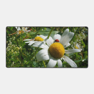 Coccinelle sur marguerite dans la nature.