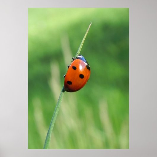 Coccinelle sur un brin d'herbe Affiche (Devant)