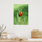 Coccinelle sur un brin d'herbe Affiche (Cuisine)