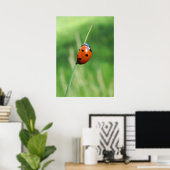Coccinelle sur un brin d'herbe Affiche (Bureau à domicile)