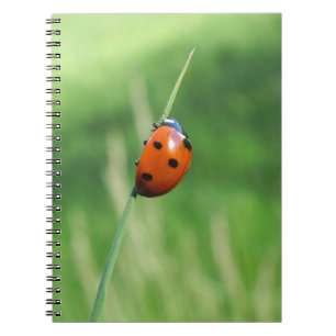 Coccinelle sur un brin d'herbe Cahier