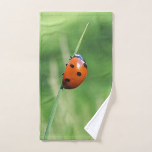 Coccinelle sur une brin d'herbe