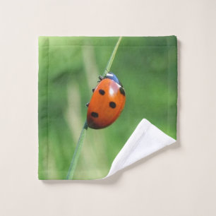 Coccinelle sur une brin d'herbe