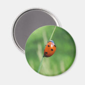 Coccinelle sur une brin d'herbe Aimant (Recto/Verso)