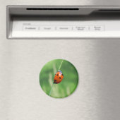 Coccinelle sur une brin d'herbe Aimant (In Situ (Lave-vaisselle))