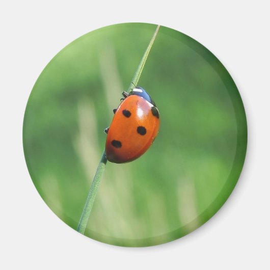 Coccinelle sur une brin d'herbe Aimant (Devant)