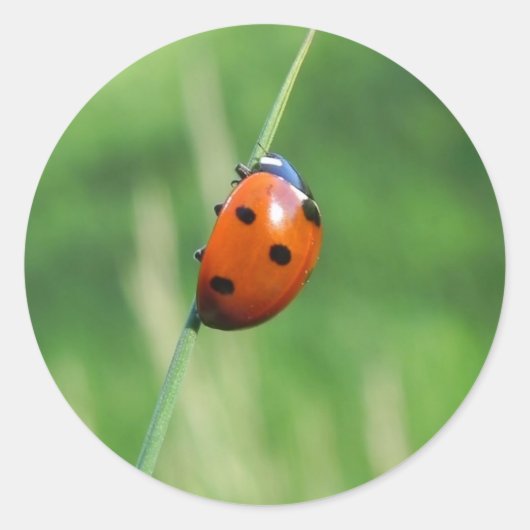 Coccinelle sur une brin d'herbe Autocollant (Devant)