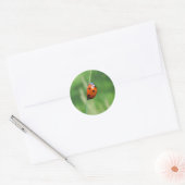 Coccinelle sur une brin d'herbe Autocollant (Enveloppe)