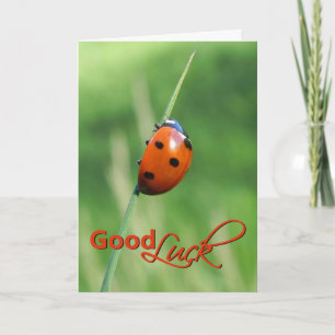 Coccinelle sur une brin d'herbe - Carte de bonne c