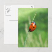Coccinelle sur une brin d'herbe Carte postale (Devant / Derrière)