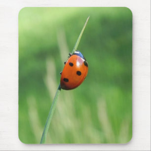 Coccinelle sur une brin d'herbe Tapis de souris