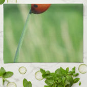 Coccinelle sur une brin d'herbe Torchons de cuisin (Plié)