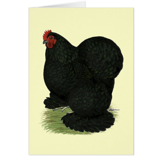 Cochin: Black Hen (Voorkant)