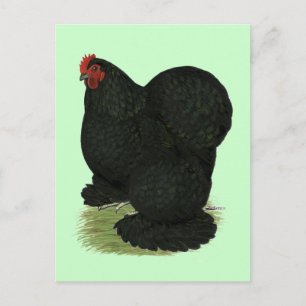 Cochin: Black Hen Briefkaart