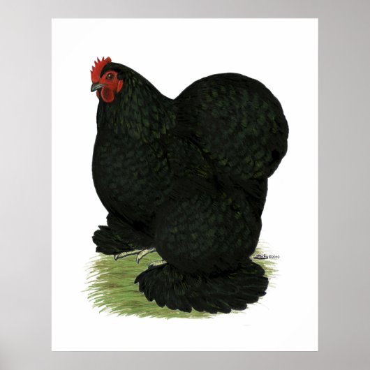 Cochin: Black Hen Poster (Voorkant)