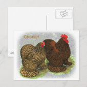 Cochin:  Golden-laced2 Briefkaart (Voorkant / Achterkant)
