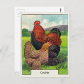  cochin kippen briefkaart (Voorkant / Achterkant)