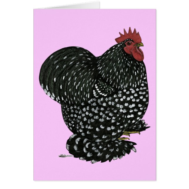 Cochin : Motte noire (Devant)