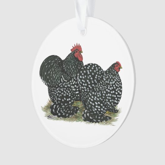 Cochin Mottled (devant)