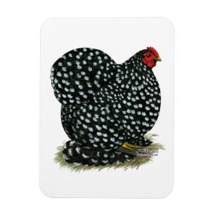 Cochin Mottled Hen Magneet