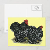 Cochin Mottled kippen Briefkaart (Voorkant / Achterkant)