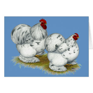 Cochin : Splash Bantams