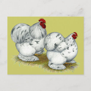 Cochin: Splash Bantams Briefkaart