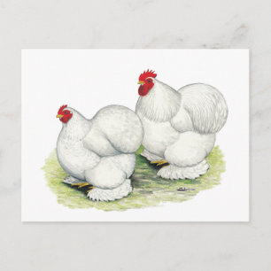 Cochin:  White Bantams Briefkaart