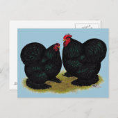 Cochins Black Bantam Pair Briefkaart (Voorkant / Achterkant)