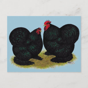Cochins Black Bantam Pair Briefkaart
