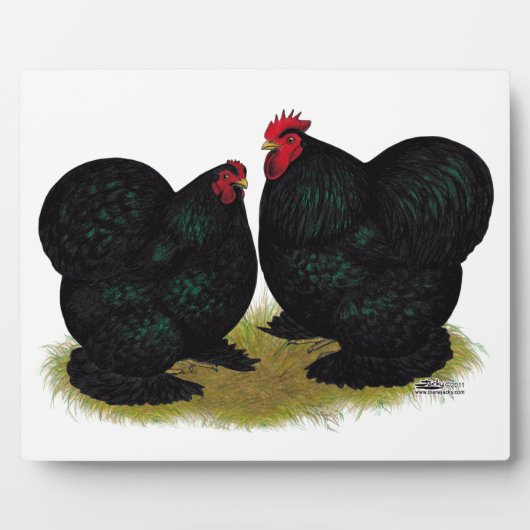 Cochins Black Bantam Pair Fotoplaat (Voorkant)