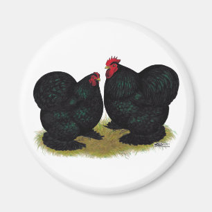 Cochins Black Bantam Pair Magneet