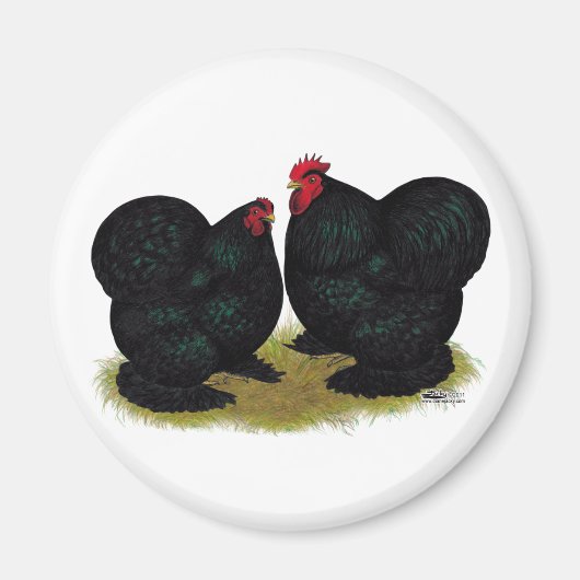 Cochins Black Bantam Pair Magneet (Voorkant)