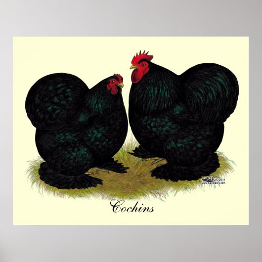 Cochins Black Bantam Pair Poster (Voorkant)