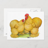 Cochins Buff Pair Briefkaart (Voorkant / Achterkant)