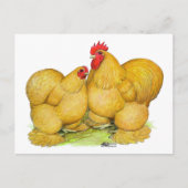 Cochins Buff Pair Briefkaart (Voorkant)