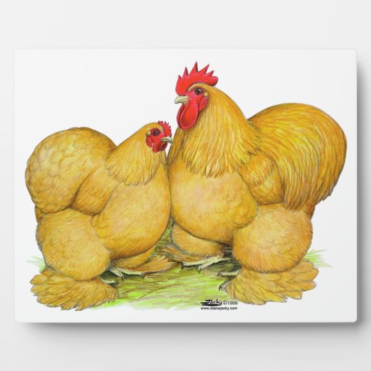 Cochins Buff Pair Fotoplaat (Voorkant)