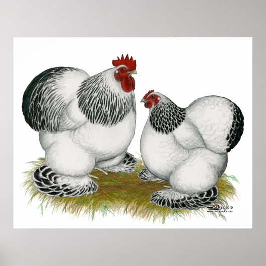 Cochins: Columbiaanse balken Poster (Voorkant)