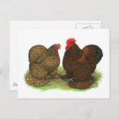 Cochins: Golden-laced Briefkaart (Voorkant / Achterkant)